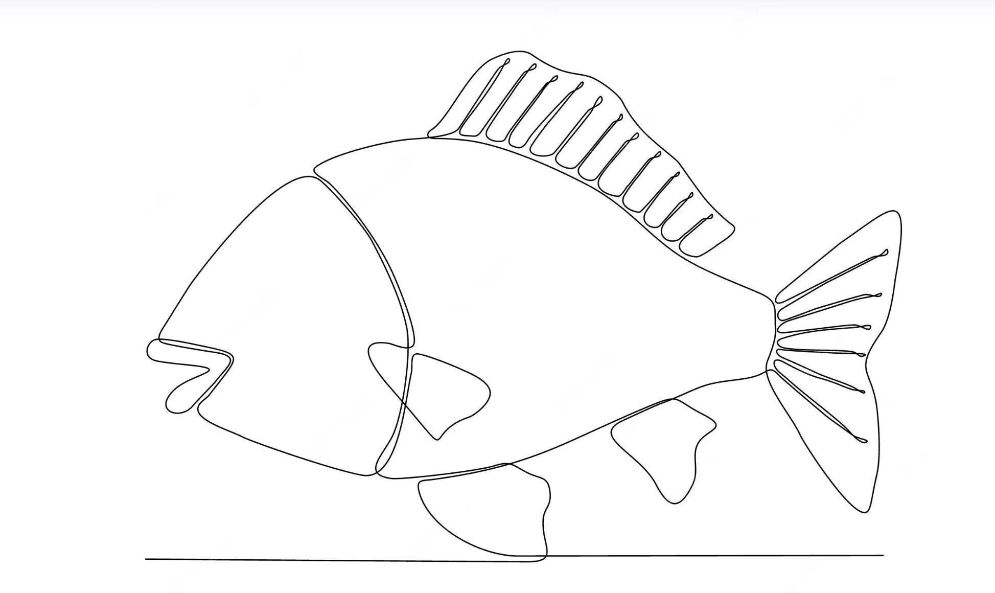 Mastering the Art of Fish Sketching: Tips and Techniques for Beginners
