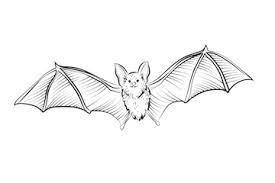 Unleash Your Creativity: Tips for Mastering Bat Drawing Techniques