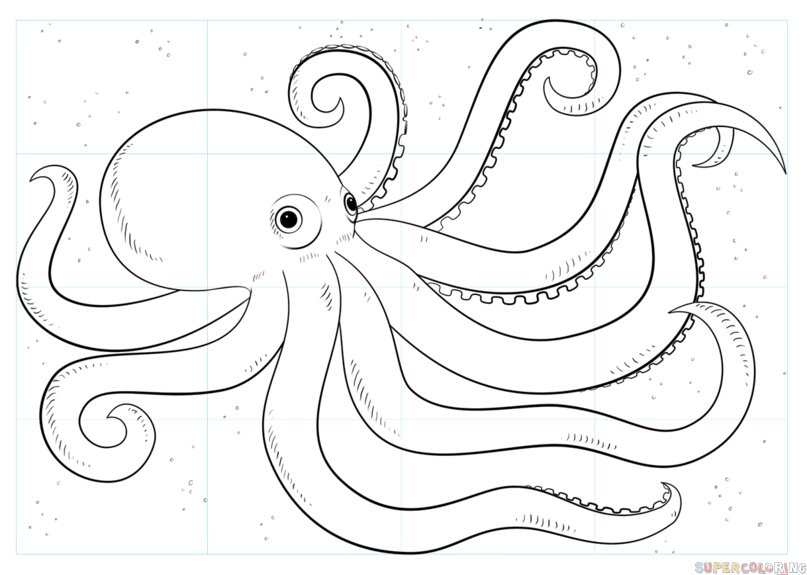How to Draw an Octopus: Step-by-Step Guide for Beginners